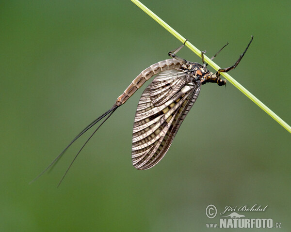 Ephemere (Ephemeroptera)