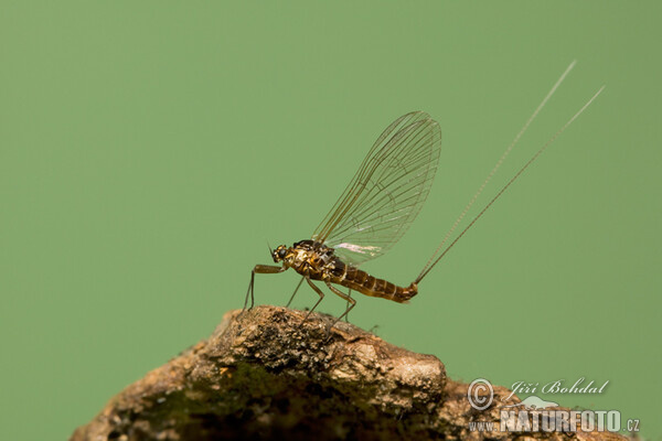 Ephemere (Ephemeroptera)