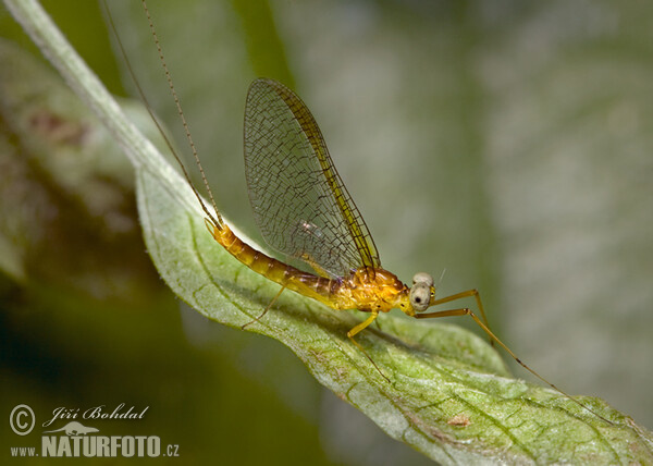 Ephemere (Ephemeroptera)