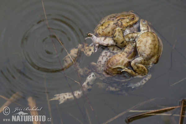 Erdkröte (Bufo bufo)