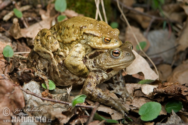 Erdkröte (Bufo bufo)