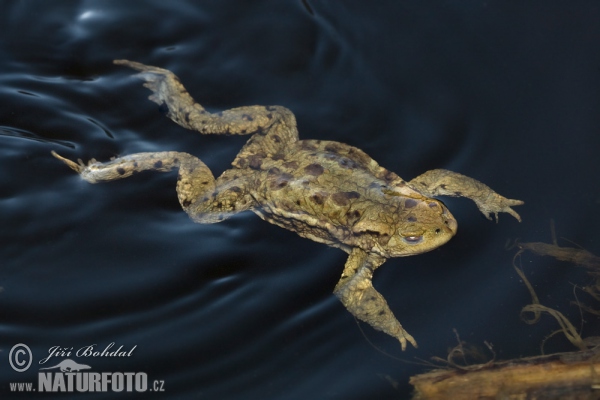 Erdkröte (Bufo bufo)