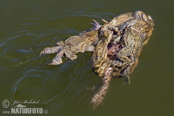 Erdkröte (Bufo bufo)