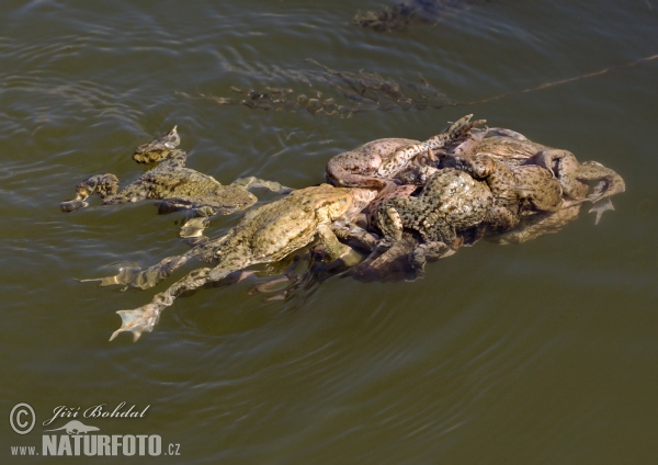 Erdkröte (Bufo bufo)