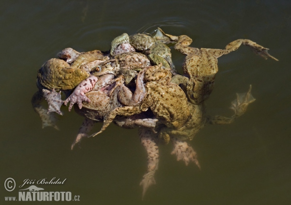 Erdkröte (Bufo bufo)