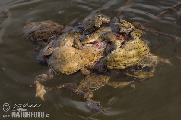 Erdkröte (Bufo bufo)