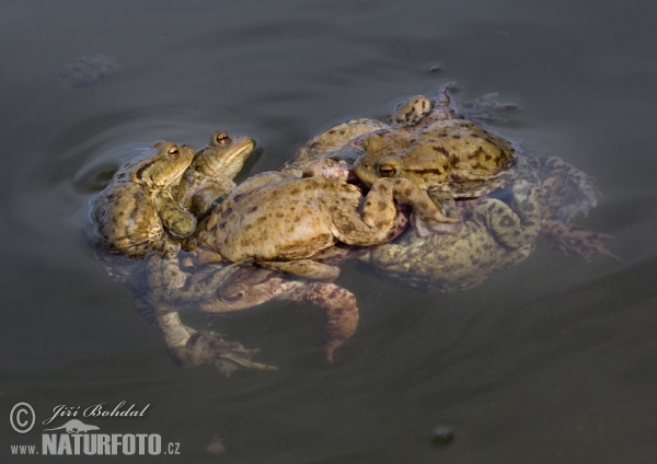 Erdkröte (Bufo bufo)