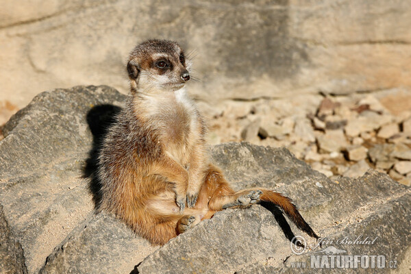 Erdmännchen (Suricata suricatta)
