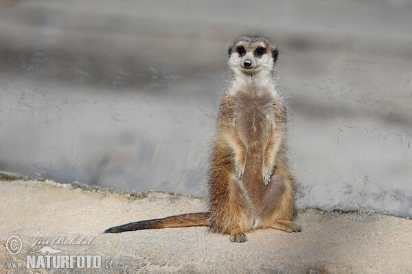 Erdmännchen (Suricata suricatta)