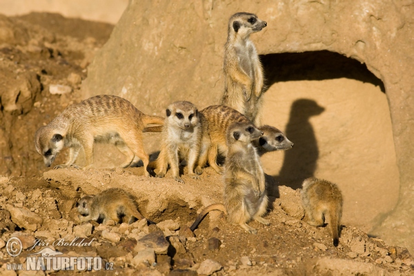 Erdmännchen (Suricata suricatta)