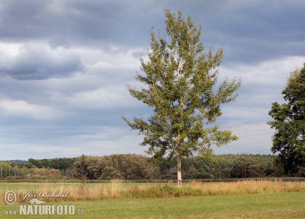 Espe, Zitterpappel (Populus tremula)