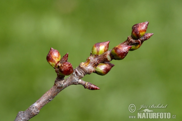 Espe, Zitterpappel (Populus tremula)