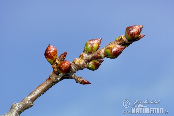 Espe, Zitterpappel (Populus tremula)