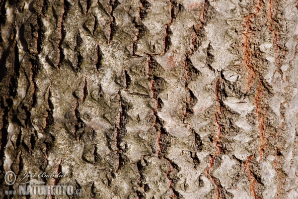 Espe, Zitterpappel (Populus tremula)