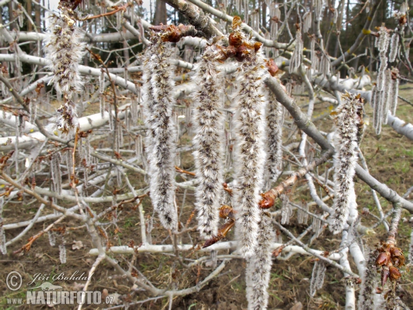 Espe, Zitterpappel (Populus tremula)