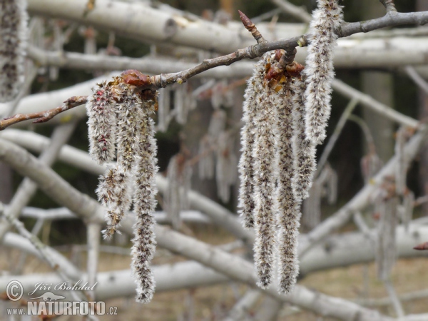 Espe, Zitterpappel (Populus tremula)