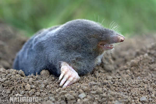 Euroasischer Maulwurf (Talpa europaea)