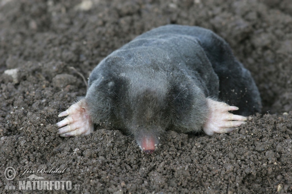 Euroasischer Maulwurf (Talpa europaea)