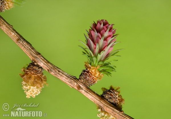 Europäische Lärche (Larix decidua)