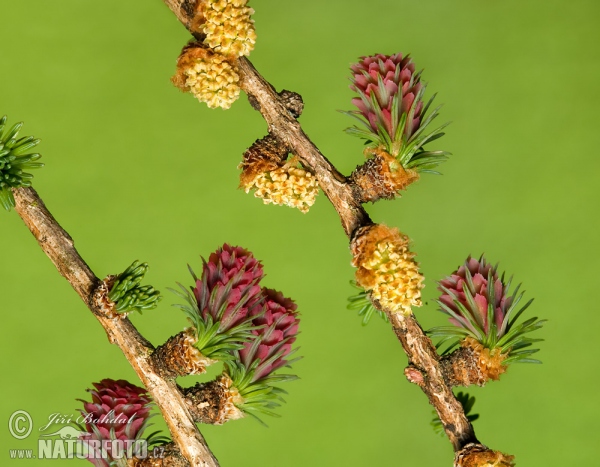 Europäische Lärche (Larix decidua)