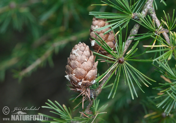 Europäische Lärche (Larix decidua)