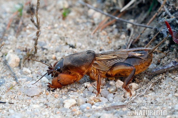 Europäische Maulwurfsgrille (Gryllotalpa gryllotalpa)