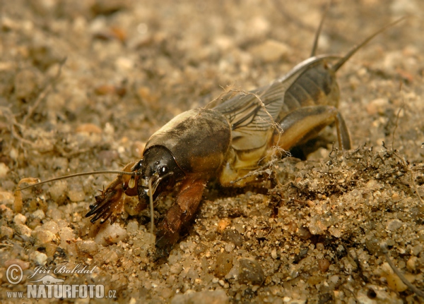 Europäische Maulwurfsgrille (Gryllotalpa gryllotalpa)