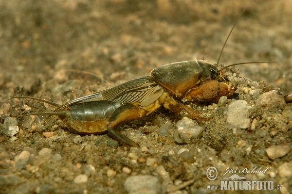 Europäische Maulwurfsgrille (Gryllotalpa gryllotalpa)