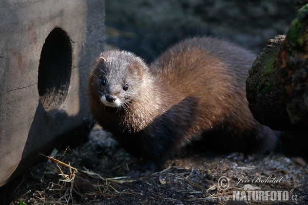 Europaische Nerz (Mustela lutreola)