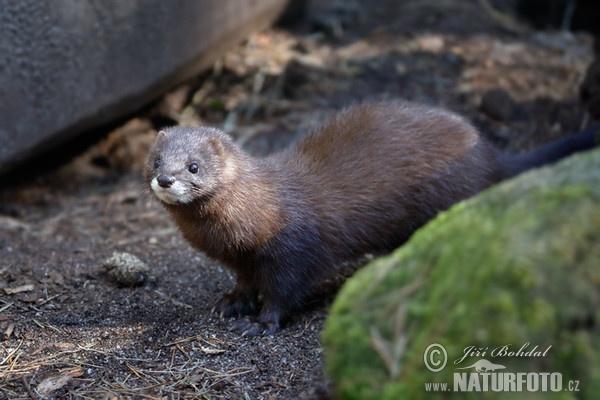 Europaische Nerz (Mustela lutreola)