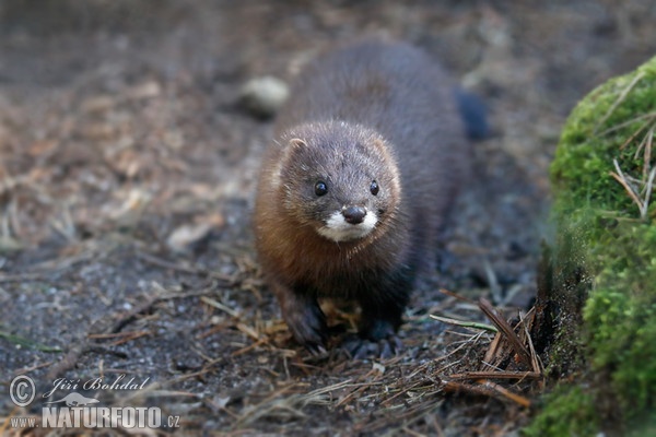 Europaische Nerz (Mustela lutreola)