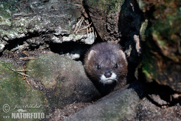 Europaische Nerz (Mustela lutreola)