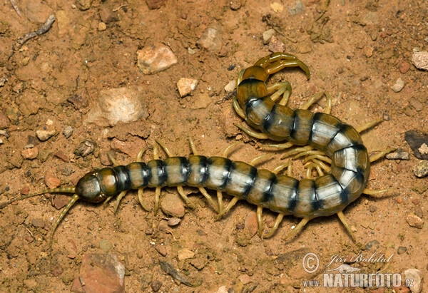 Europäische Riesenläufer (Scolopendra cingulata)