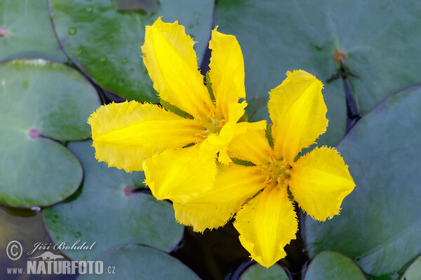 Europäische Seekanne (Nymphoides peltata)