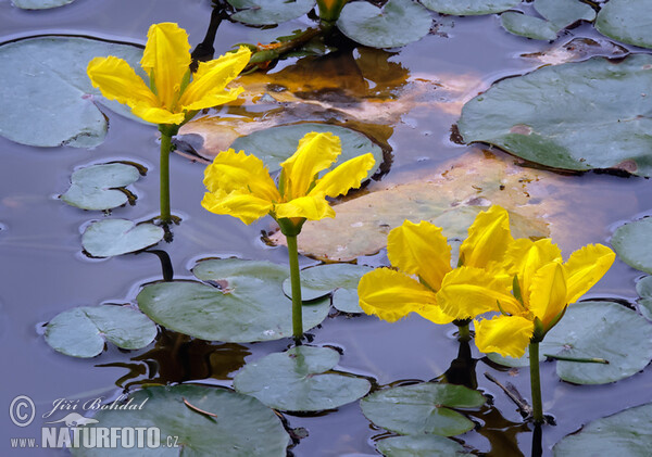 Europäische Seekanne (Nymphoides peltata)