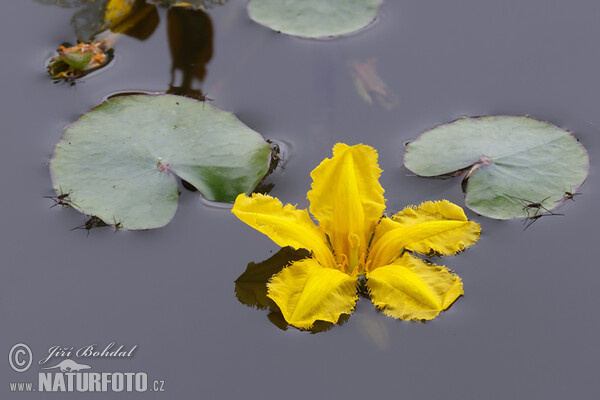 Europäische Seekanne (Nymphoides peltata)