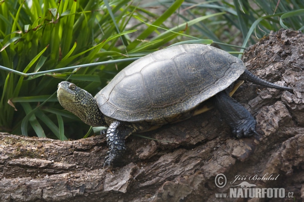 Europaische Sumpfschildkrote (Emys orbicularis)