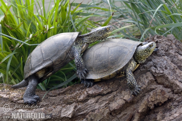 Europaische Sumpfschildkrote (Emys orbicularis)