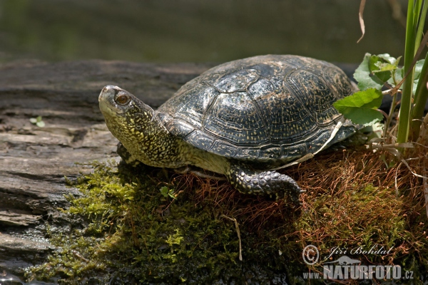 Europaische Sumpfschildkrote (Emys orbicularis)