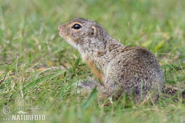 Europäische Ziesel (Spermophilus citellus)