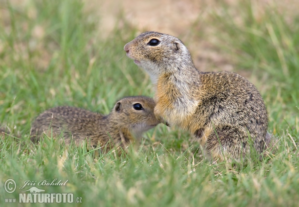 Europäische Ziesel (Spermophilus citellus)