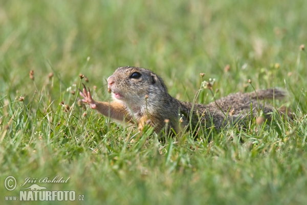 Europäische Ziesel (Spermophilus citellus)