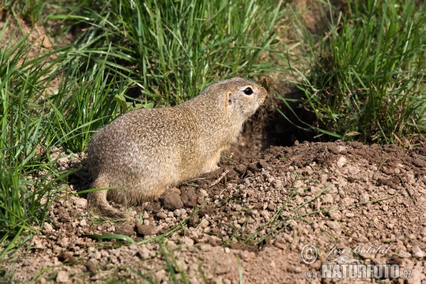 Europäische Ziesel (Spermophilus citellus)