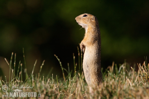 Europäische Ziesel (Spermophilus citellus)