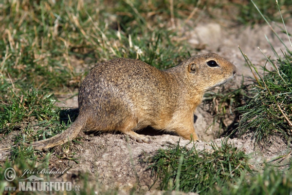 Europäische Ziesel (Spermophilus citellus)