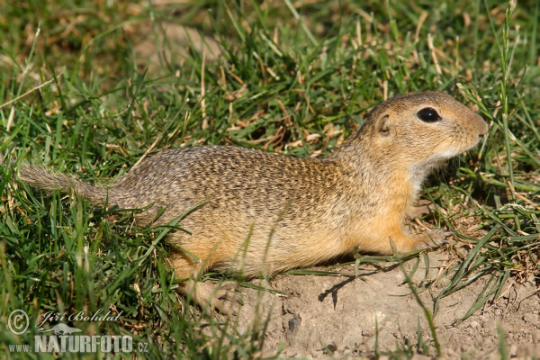 Europäische Ziesel (Spermophilus citellus)