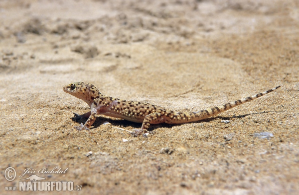 Europäischer Halbfinger (Hemidactylus turcicus)