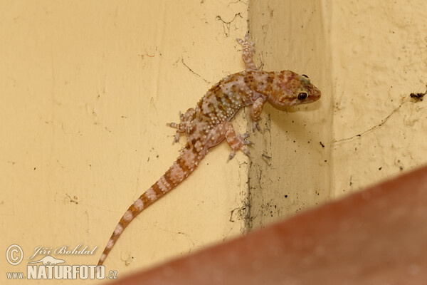 Europäischer Halbfinger (Hemidactylus turcicus)