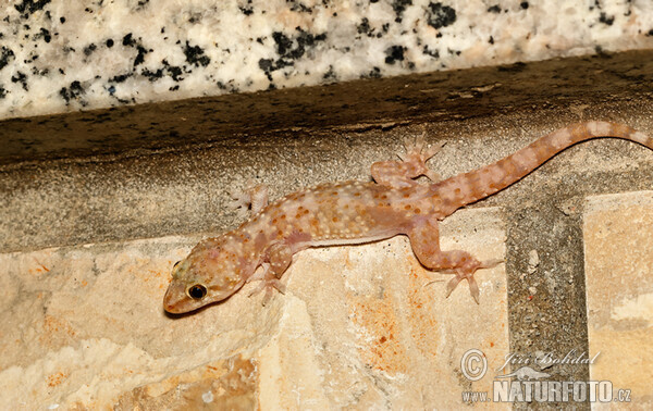 Europäischer Halbfinger (Hemidactylus turcicus)