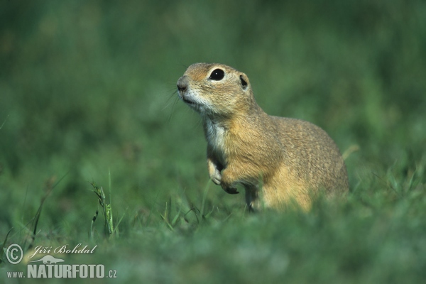 Europäischer Ziesel (Spermophilus citellus)